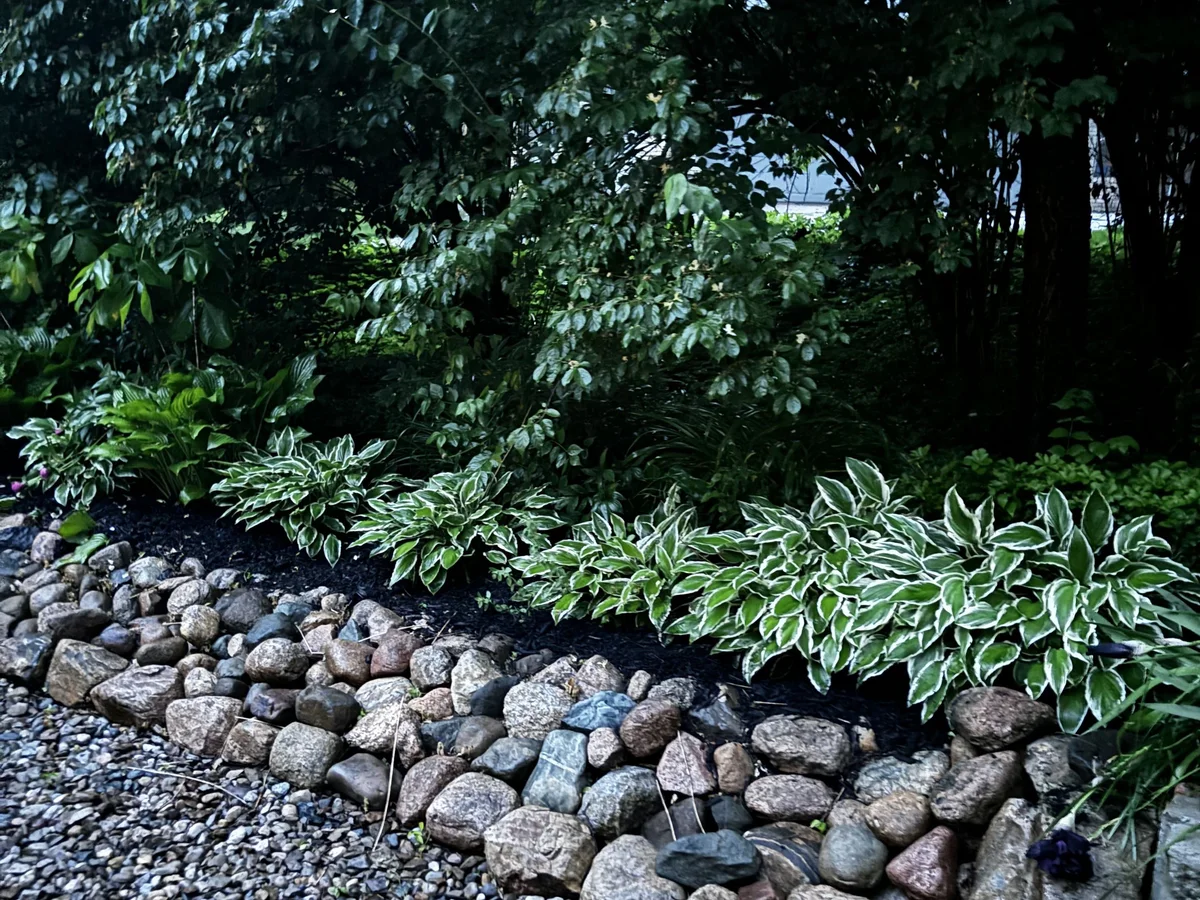 Mulching in Notre Dame