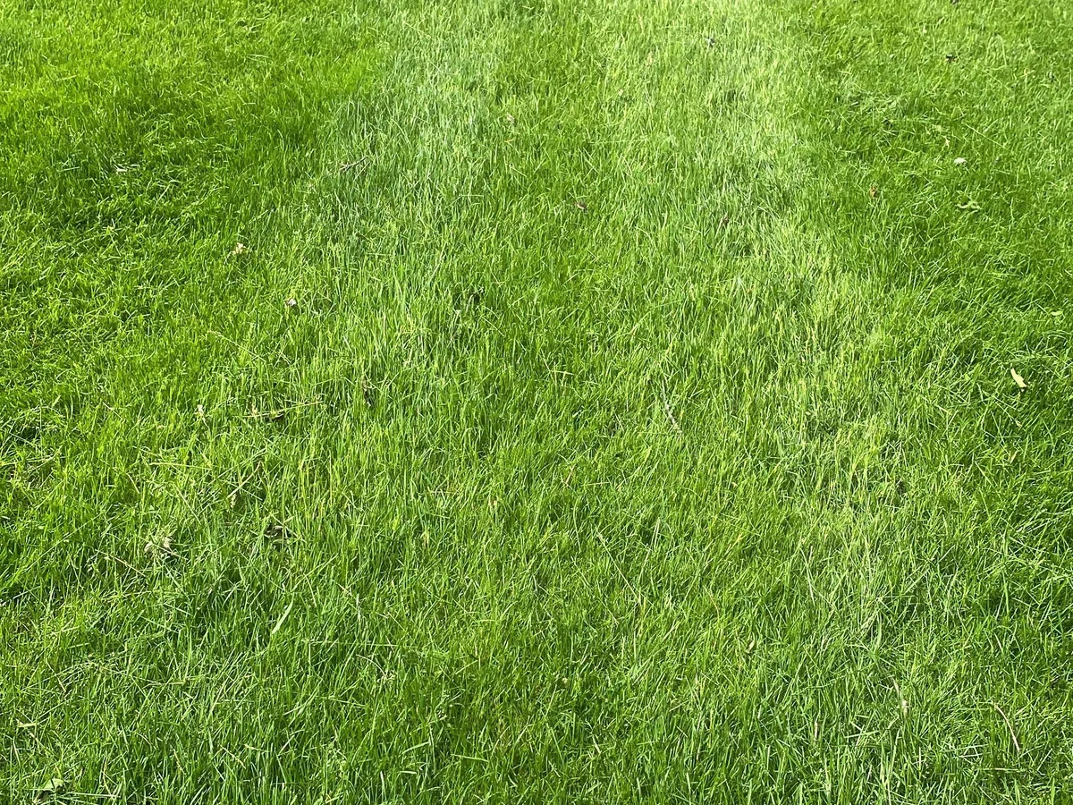 Lawn Care